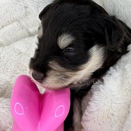 Stella - Liver female Miniature Schnauzer puppy in Milmay, New Jersey from Butterleaf Farms