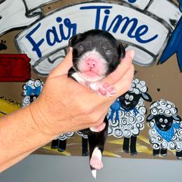 Merry-Go-Baa - Black and white female Sheepadoodle puppy in Adams, Nebraska from Boxcar Doodles and Poodles
