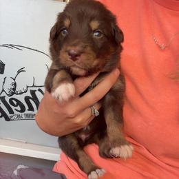 Chewy - Red tri-color male Australian Shepherd puppy in Frostproof, Florida from Central Florida Australian Shepherds