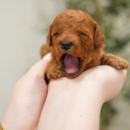 Poodle Puppies from bemi_toys