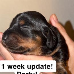 Party - Black and tan male Dachshund puppy in Albuquerque, New Mexico from Designer Dachshund Club