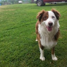 Miniature Australian Shepherd All Grown Up from Elegant Aussie