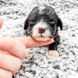 Katniss - Black and white female Sheepadoodle puppy in Belton, South Carolina from Poodley Doodley Doo