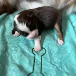 Lainy - Red tri-color female Miniature American Shepherd puppy in Troy, Ohio from Wiggle Wags Miniature American Shepherds