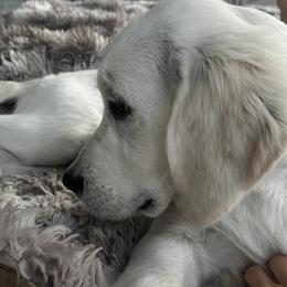 Golden Retriever puppies from Sterling Goldens