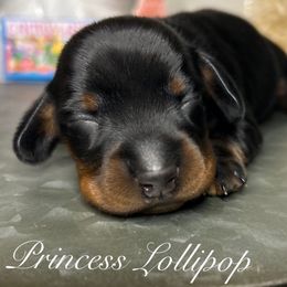 Girl 1 - Black and tan Dachshund puppy in Mt. Sterling, Kentucky from Decadent Doxies of KY