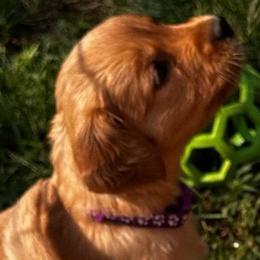 Miss Purple - Golden female Golden Retriever puppy in Stratton, Colorado from Anam Cara Retrievers