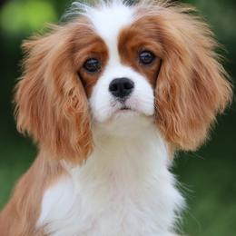 Cavalier King Charles Spaniels from Constantin Pups