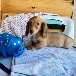 Delilah - Cream female Dachshund puppy in Cherry Tree, Oklahoma from Peavine Creek Dachshunds