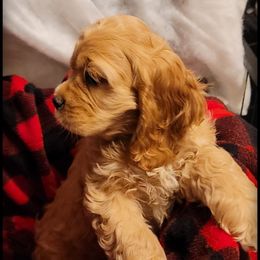 Cocker Spaniel Puppies from -PrincetonzSpanielz-