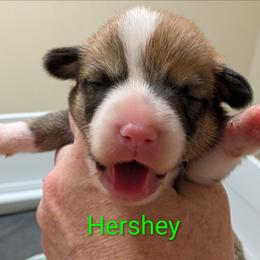 Hershey - Red male Pembroke Welsh Corgi puppy in Berkeley Springs, West Virginia from Hummingbird Farm