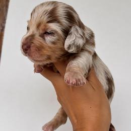 Zuri - Dapple female Dachshund puppy in Moreno Valley, California from rdachshunds