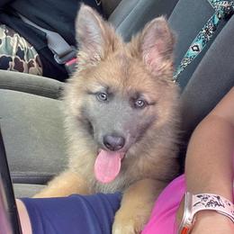 Duchess - Blue female German Shepherd puppy in Pelham, North Carolina from P & P Shepherds