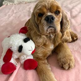 Kevin - Cocker Spaniel