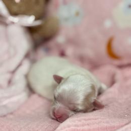 Mal-Shis, Maltese, Shihpoos, and Yorkshire Terriers from Mountain State Puppies