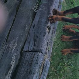 Rottweiler Puppies from Brickcity Rottweiler