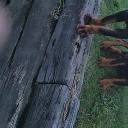 Rottweiler Puppies from Brickcity Rottweiler