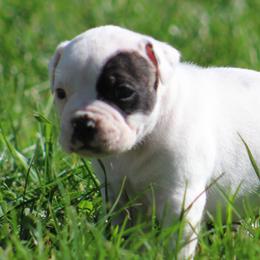 Male 6 - White and brindle male American Bulldog puppy in Xenia, Ohio from Bingham's Bulldogs LLC
