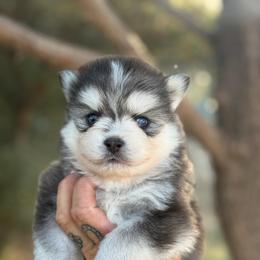 Boy 1 - Black and white male Pomsky puppy in Yavapai County, Arizona from Pawsh Pomskies