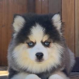 Buzz - Black and white male Pomsky puppy in Mesa, Arizona from Platinum Pomskies