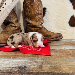 'Hannah' - Red merle female Australian Shepherd puppy in Durand, Wisconsin from Larson’s Legacy Aussome Aussie Kennels
