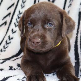 Flapjack - Chocolate male Labrador Retriever puppy in Camden, Indiana from Camden's Caring Canines