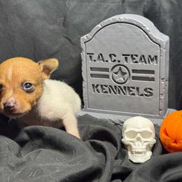 Boy 1 - White and tan male Toy Fox Terrier puppy in Briggs, Texas from TAC Team Kennels