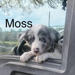Boy 3 - Slate merle Border Collie puppy in Kenefic, Oklahoma from Woolly Farms