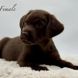 Pink - Chocolate female Labrador Retriever puppy in San Diego County, California from Travis’ Chocolate Labradors