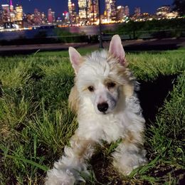 Chinese Crested Puppies from Marina Konstantinova's Cresteds