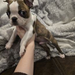 Boston Terrier Puppies from Quinn's Kennels