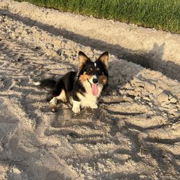 Watson - Cardigan Welsh Corgi