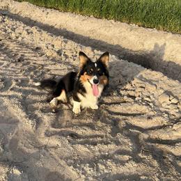 Watson - Cardigan Welsh Corgi
