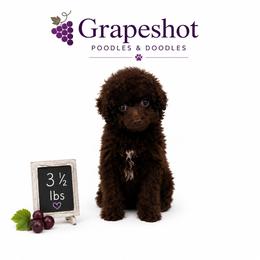 Abel - Brown male Poodle puppy in Jarrell, Texas from Grapeshot Poodles & Doodles