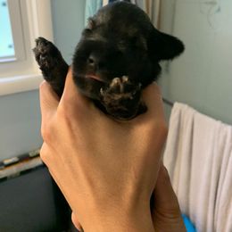Miniature Schnauzer Puppies from REGAL SCHNAUZERS
