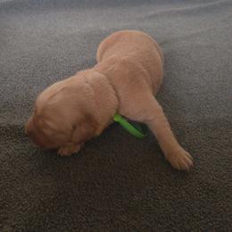 Cucumber - Green collar (5th pick male) - Dark golden male Golden Retriever puppy in Tenino, Washington from Oak River Goldens'