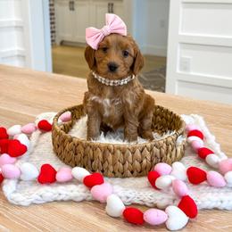 SPARKLE - Red  female Goldendoodle puppy in Bell Buckle, Tennessee from Precious Puptown Doodles