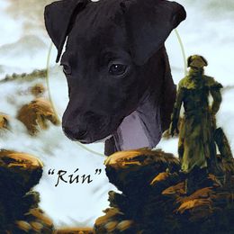 Rún - Italian Greyhound puppy in Virginia from Selah Kennel