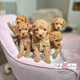 Poodle Puppies from Poodle Avenue
