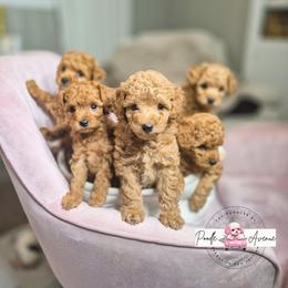 Poodle Puppies from Poodle Avenue