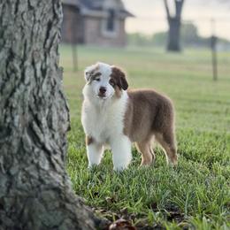 Franklin - Red tri-color male Australian Shepherd puppy in Crosby, Texas from Monarch Australian Shepherds