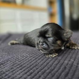 Danny - Black and tan male Shih Tzu puppy in Lancaster, Ohio from Wandering Tzu
