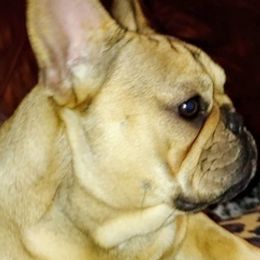 French Bulldogs from Shanda Parish's French Bulldogs