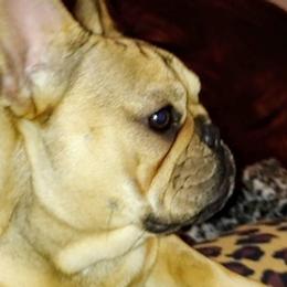 French Bulldogs from Shanda Parish's French Bulldogs