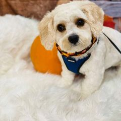 Cavachon All Grown Up from Lindy’s Cavachons