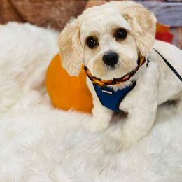 Cavachon All Grown Up from Lindy’s Cavachons