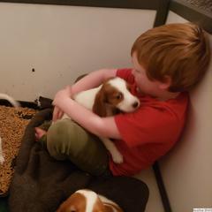 Clumber Spaniel and Irish Red and White Setter Puppies from NyaStar & Chequamegon