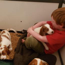 Clumber Spaniel and Irish Red and White Setter Puppies from NyaStar & Chequamegon