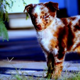 Australian Shepherds and Miniature Australian Shepherds from Lazy D Ranch Australian Shepherds