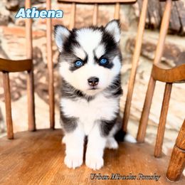 Athena - Wolf sable female Pomsky puppy in Campton Hills, Illinois from Urban Miracle’s